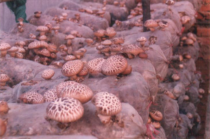 舞钢市委书记盛国民来公司种植基地视察工作